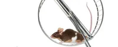 a mouse on an exercise wheel
